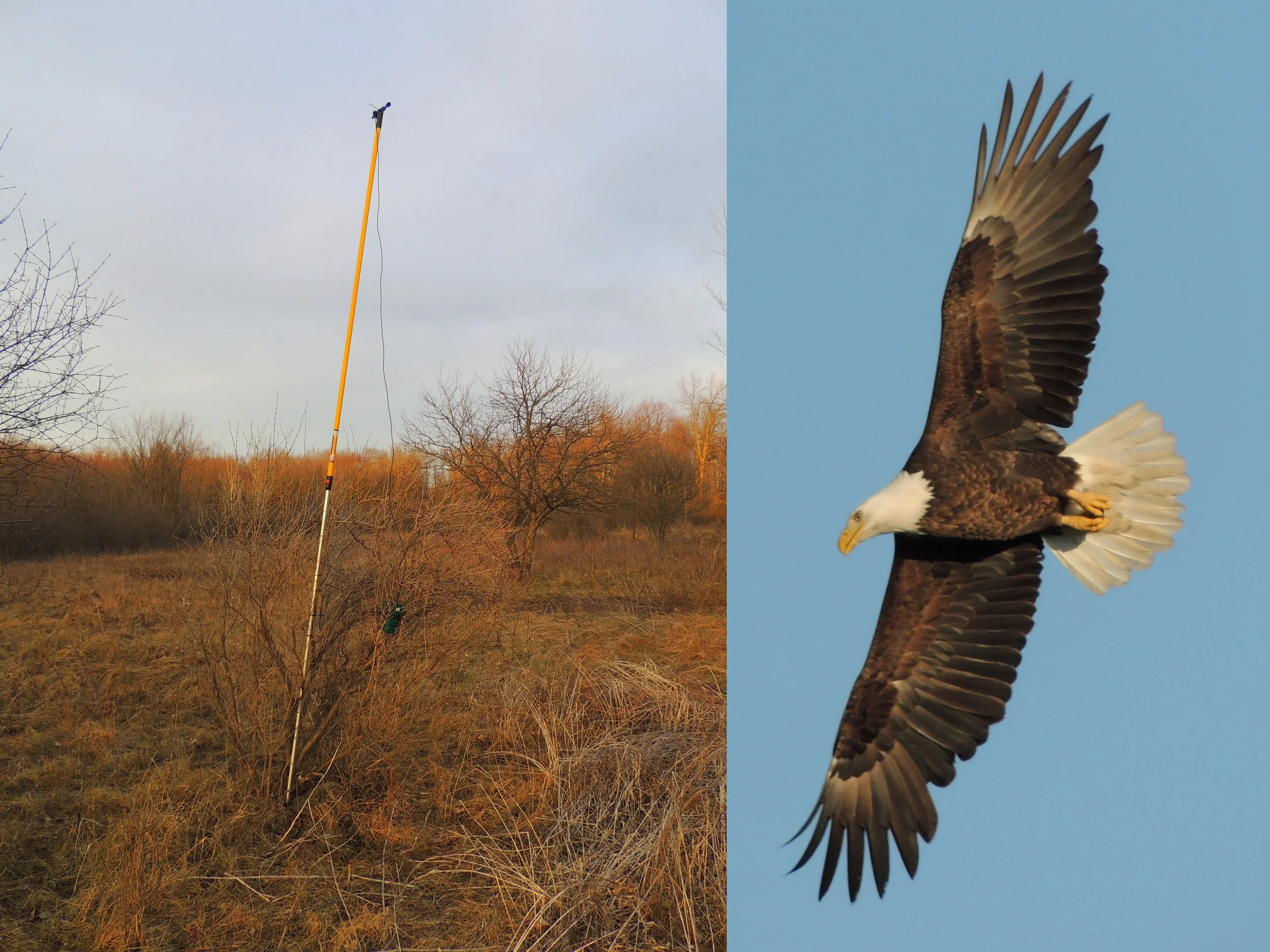 from left: Bat Passive Ultrasonic Recorder, Bald Eagle (Special Concern) in Flight