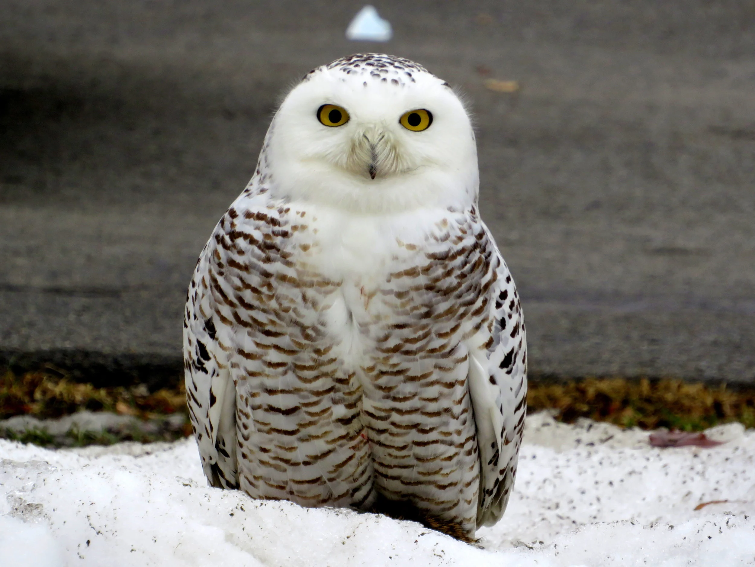 Snowy Owl - Western Ottawa, Ontario