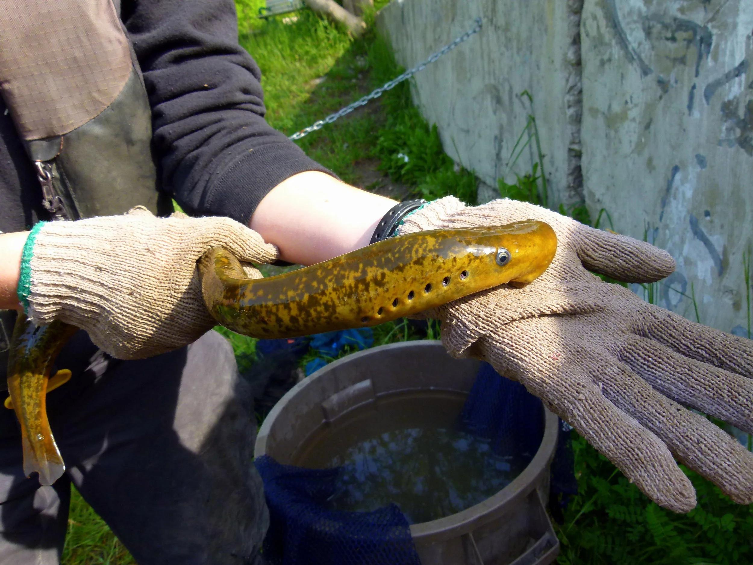 Sea Lampray - Humber River, Ontario
