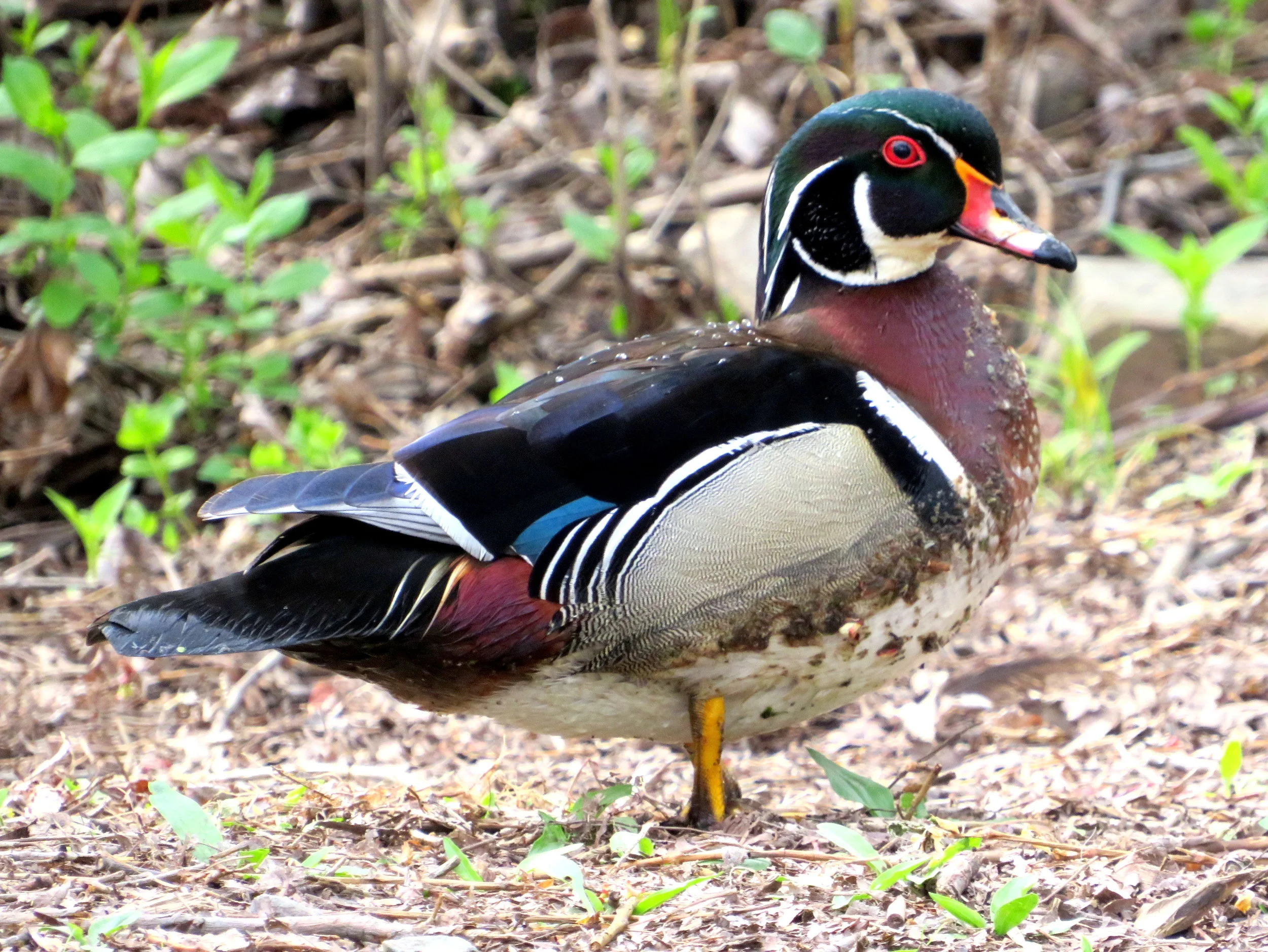 Wood Duck - Western Ottawa, Ontario