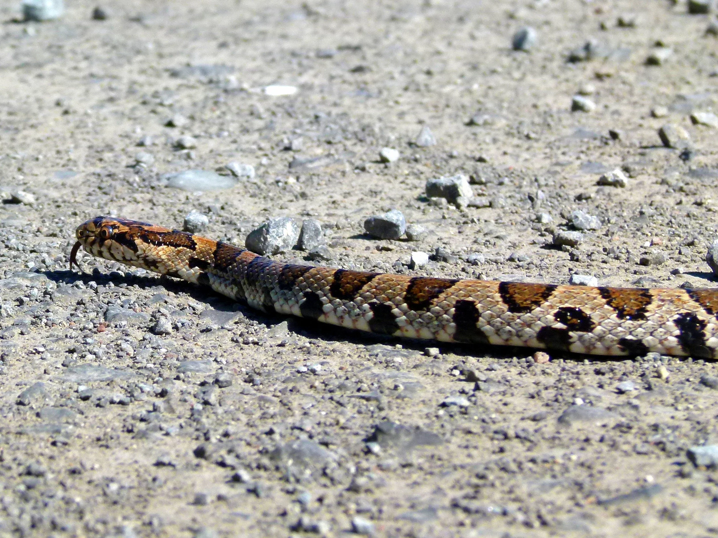 Eastern Milksnake - Western Ottawa, Ontario