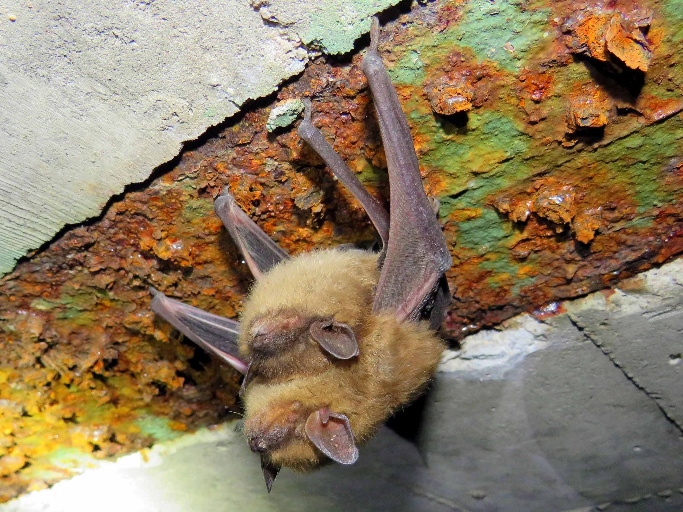 Big Brown Bats (in hibernation) - Ottawa, Ontario