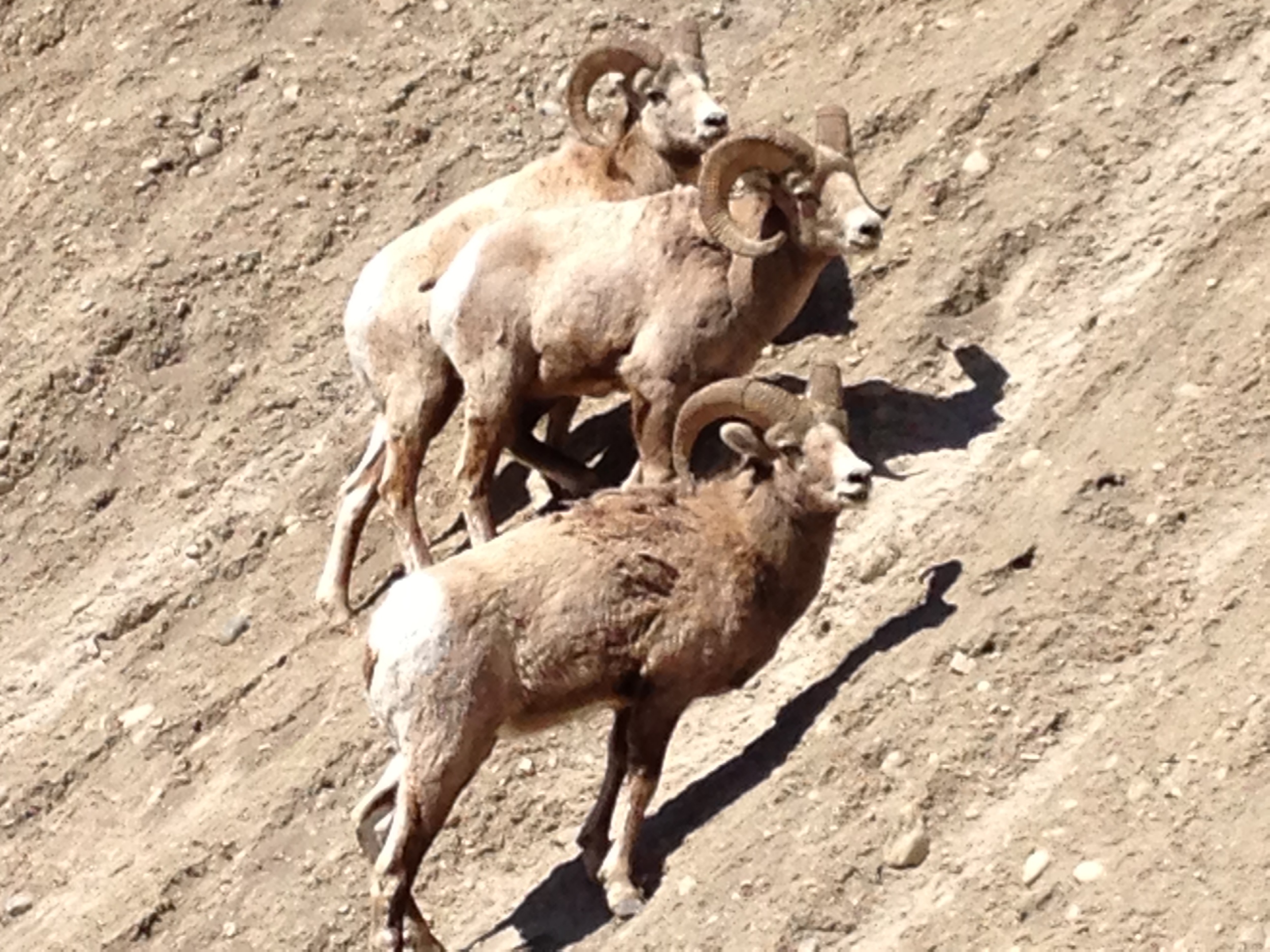 Big Horn Rams