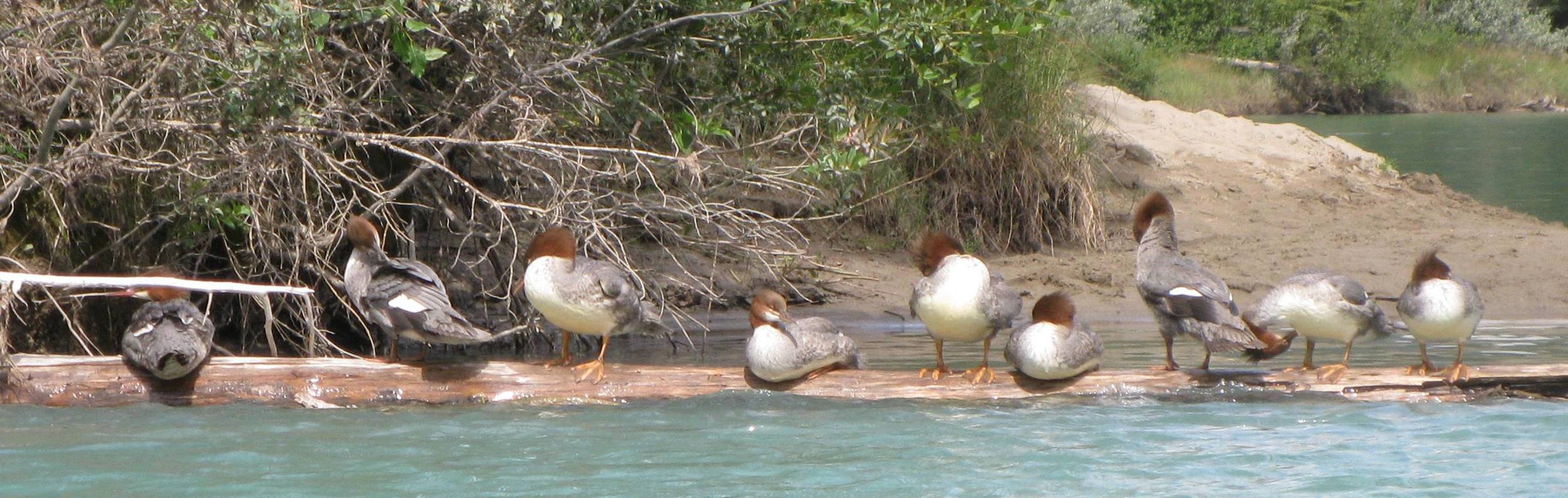 Get YOUR ducks in a row!