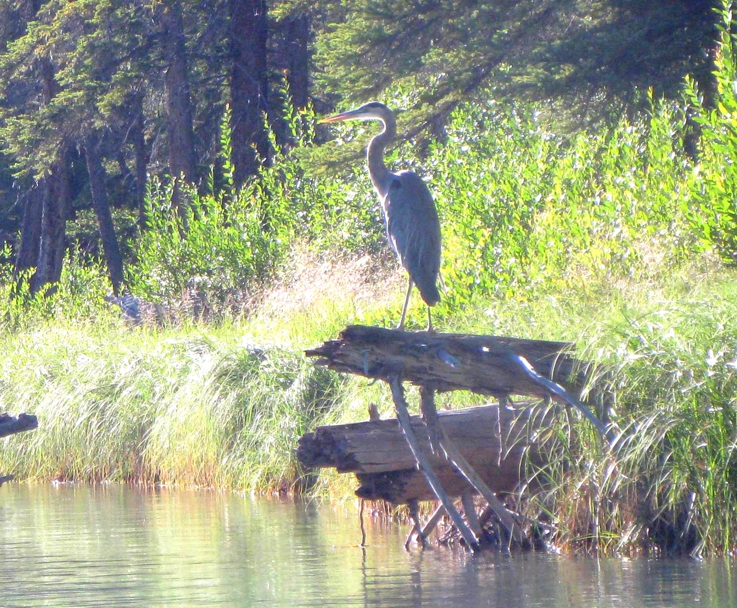 Great Blue Heron, on the Bow River.