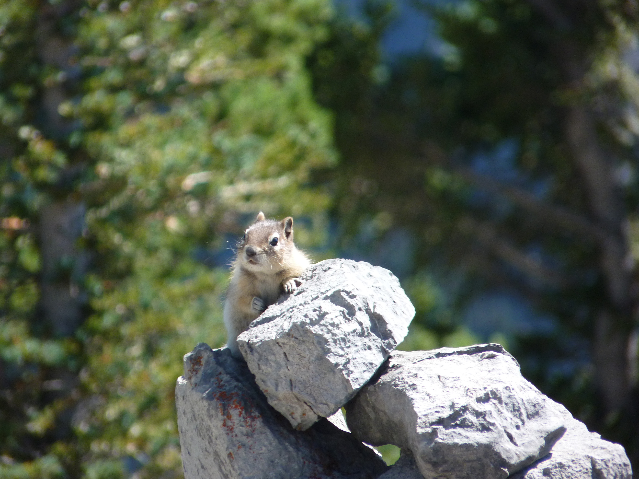 Curious chipmunk