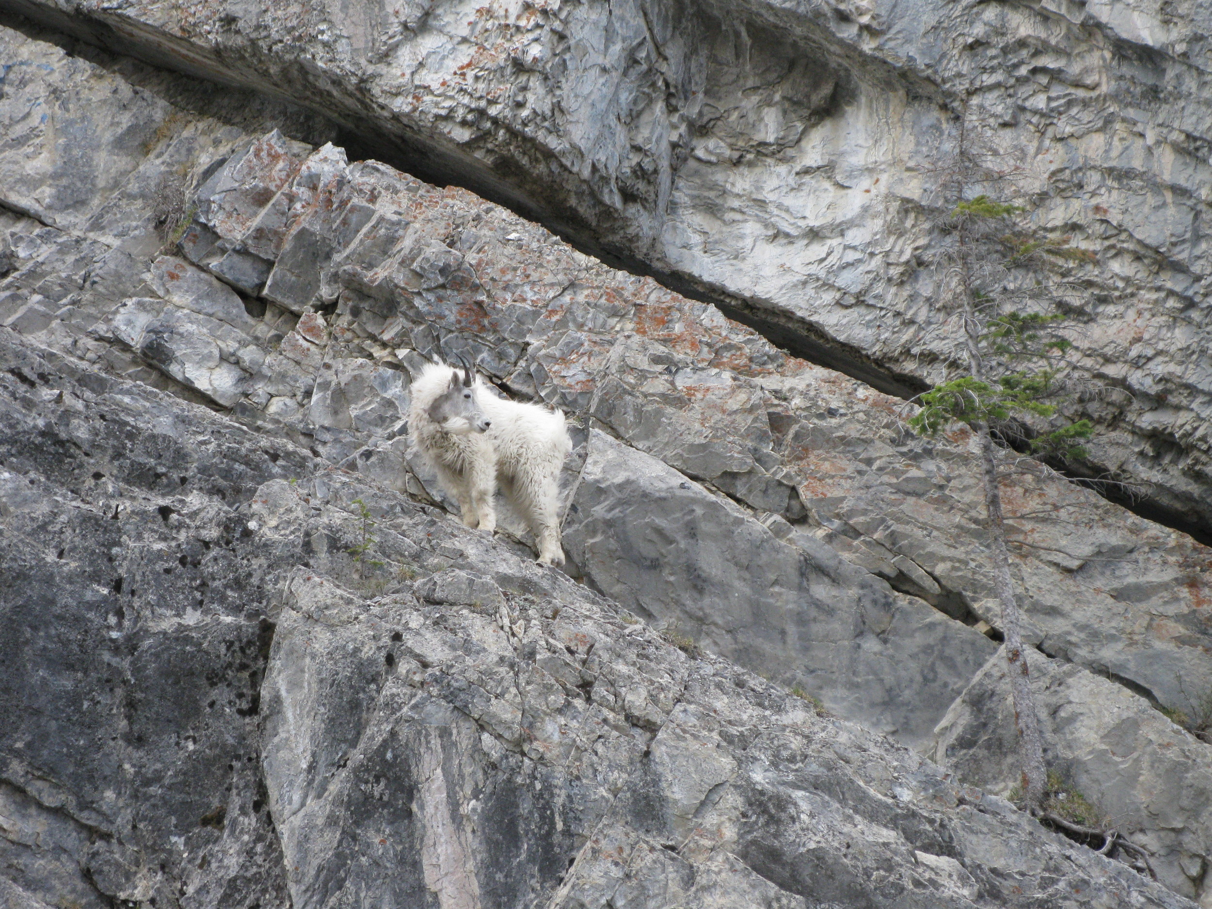 Mountain Goat, near Goat Creek of all places! Kananaskis Country