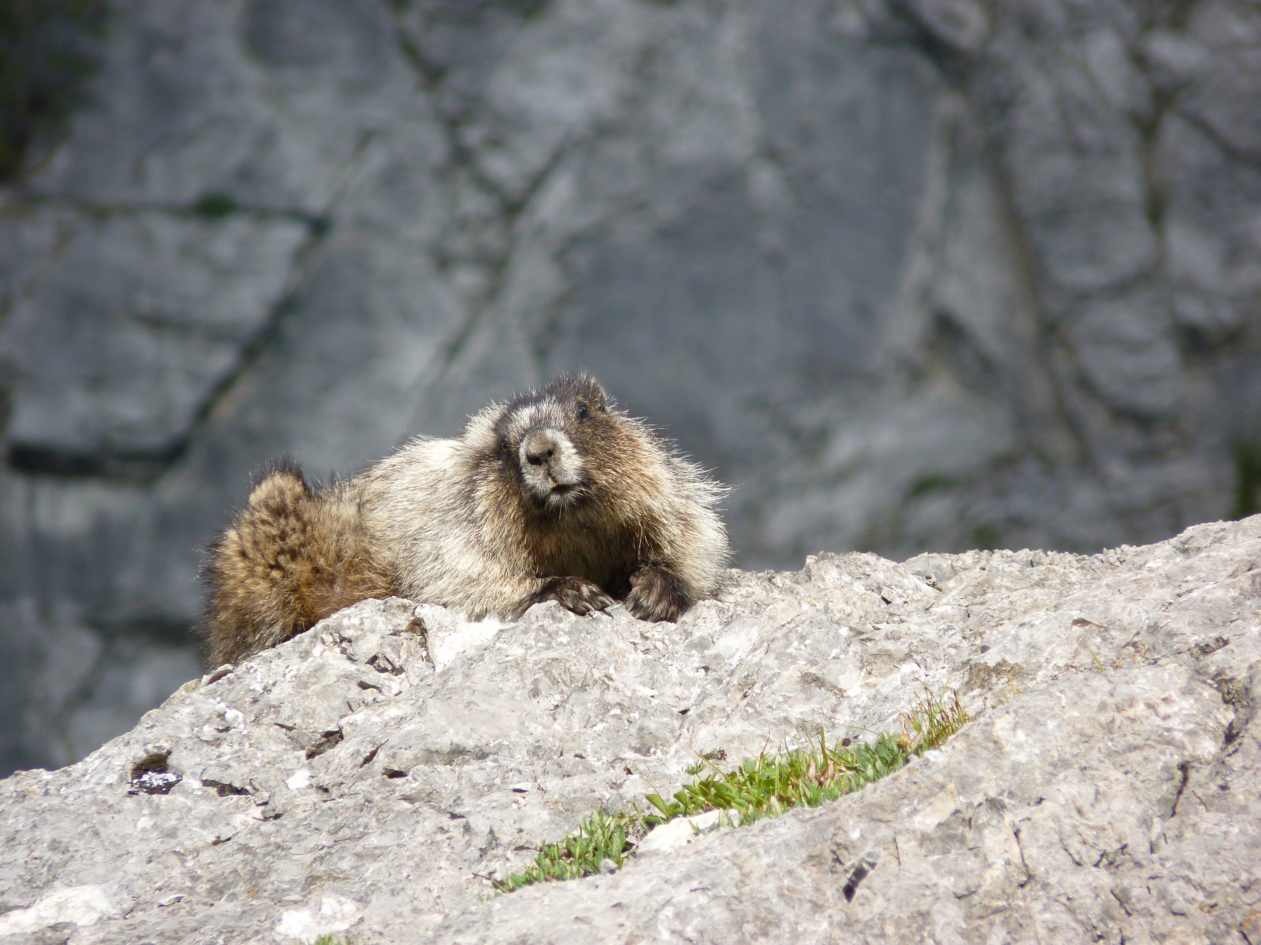 Hoary Marmot; Old Goat Glacier hike, Kananaskis