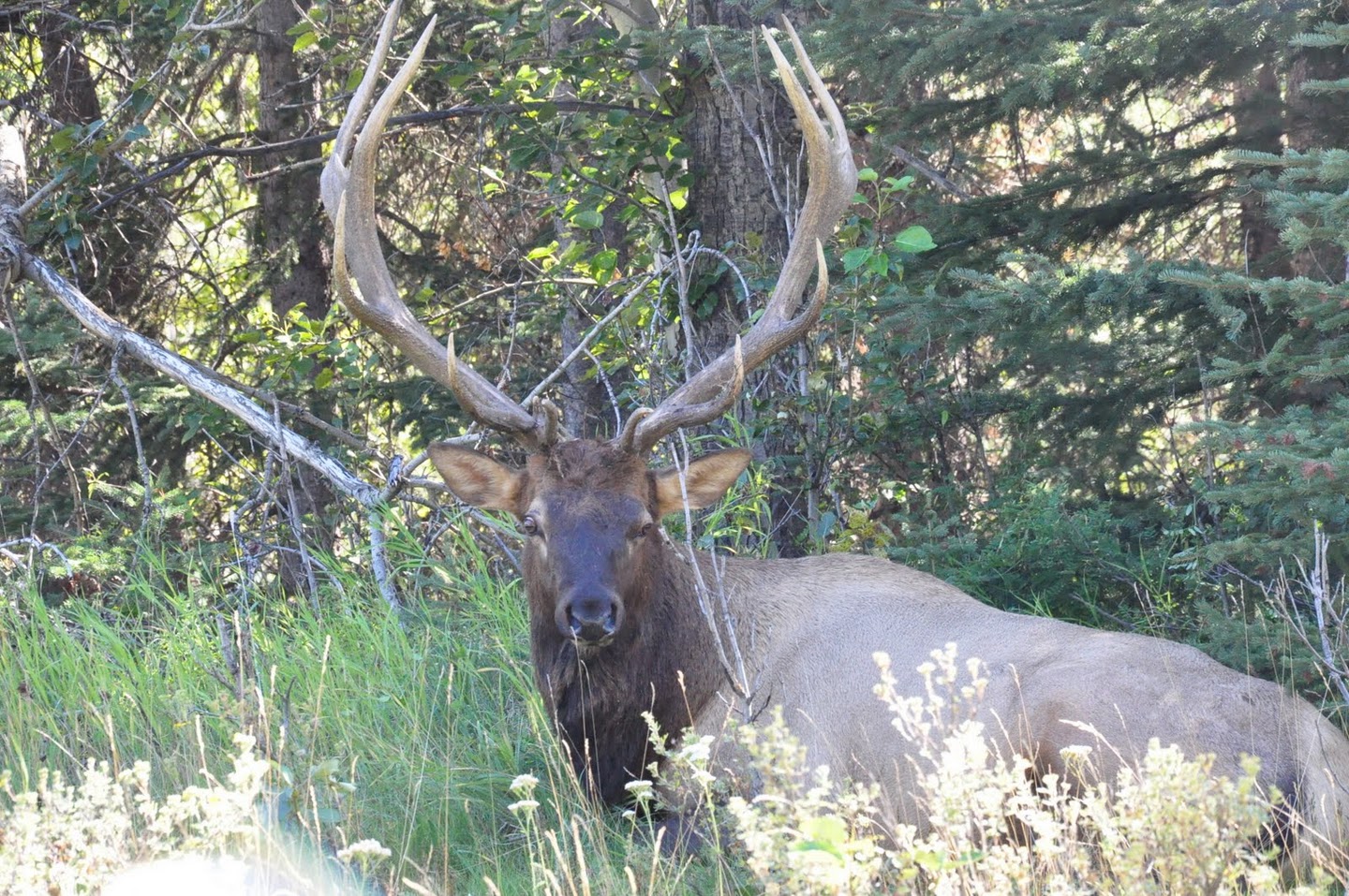 Bull Elk, Banff NP