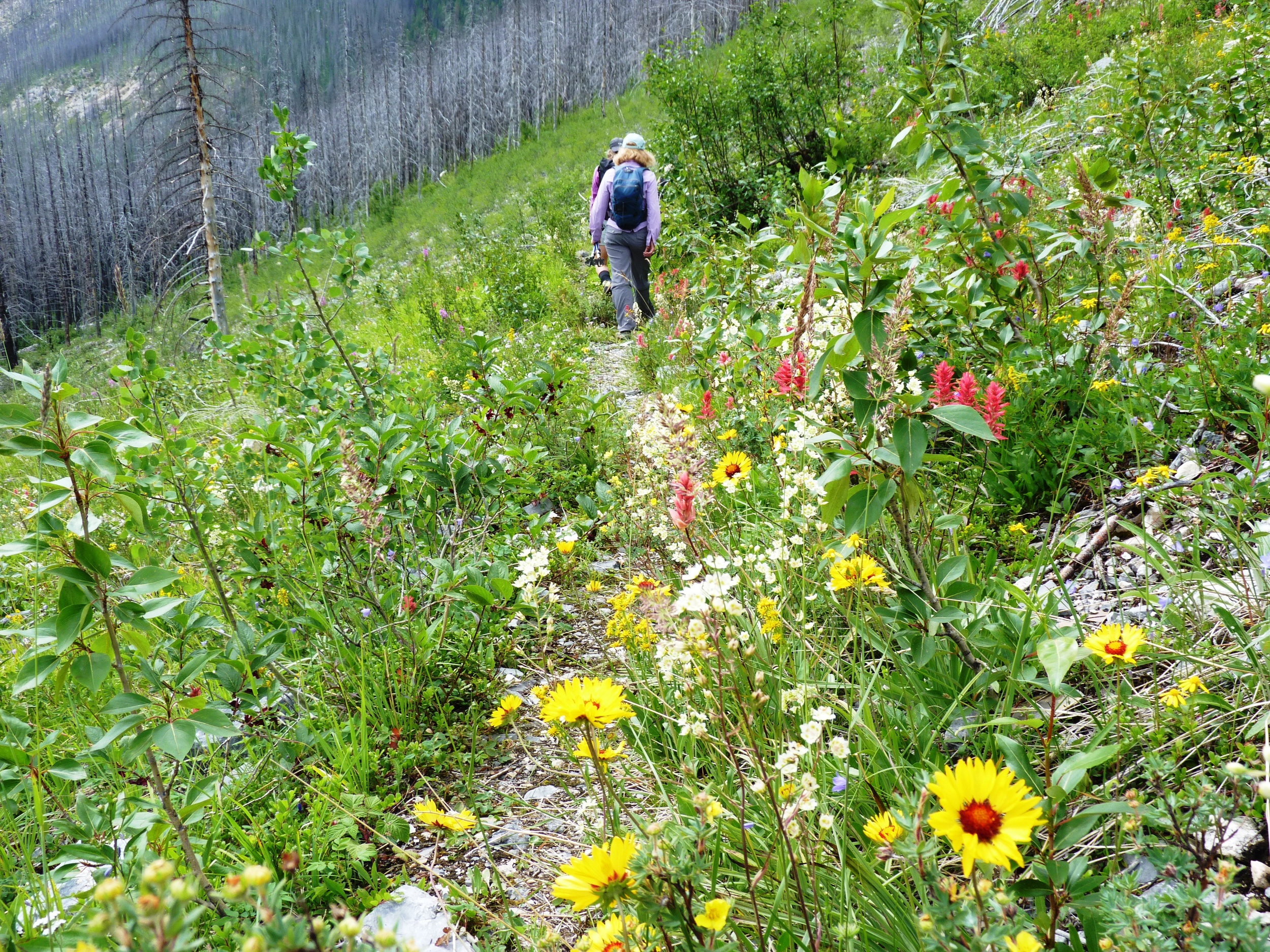 Wildflowers, Kootenay NP