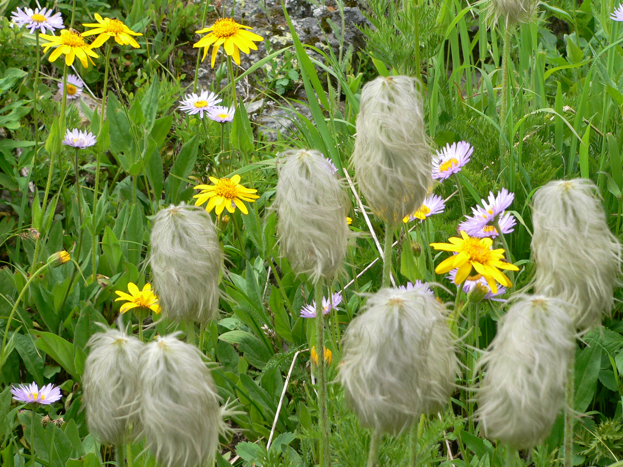 Wild flowers at Helen Lk, Banff NP