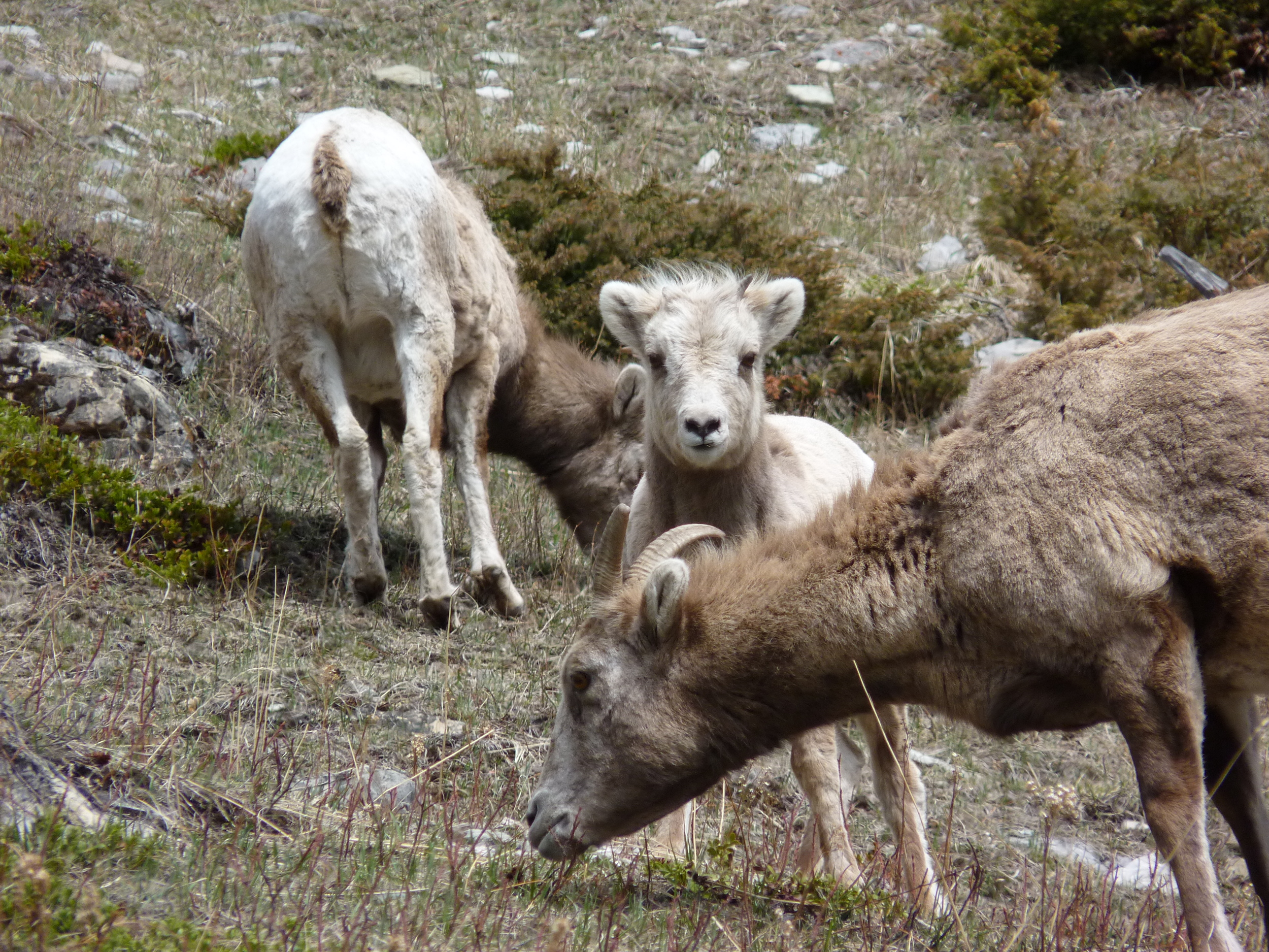 Spring lamb