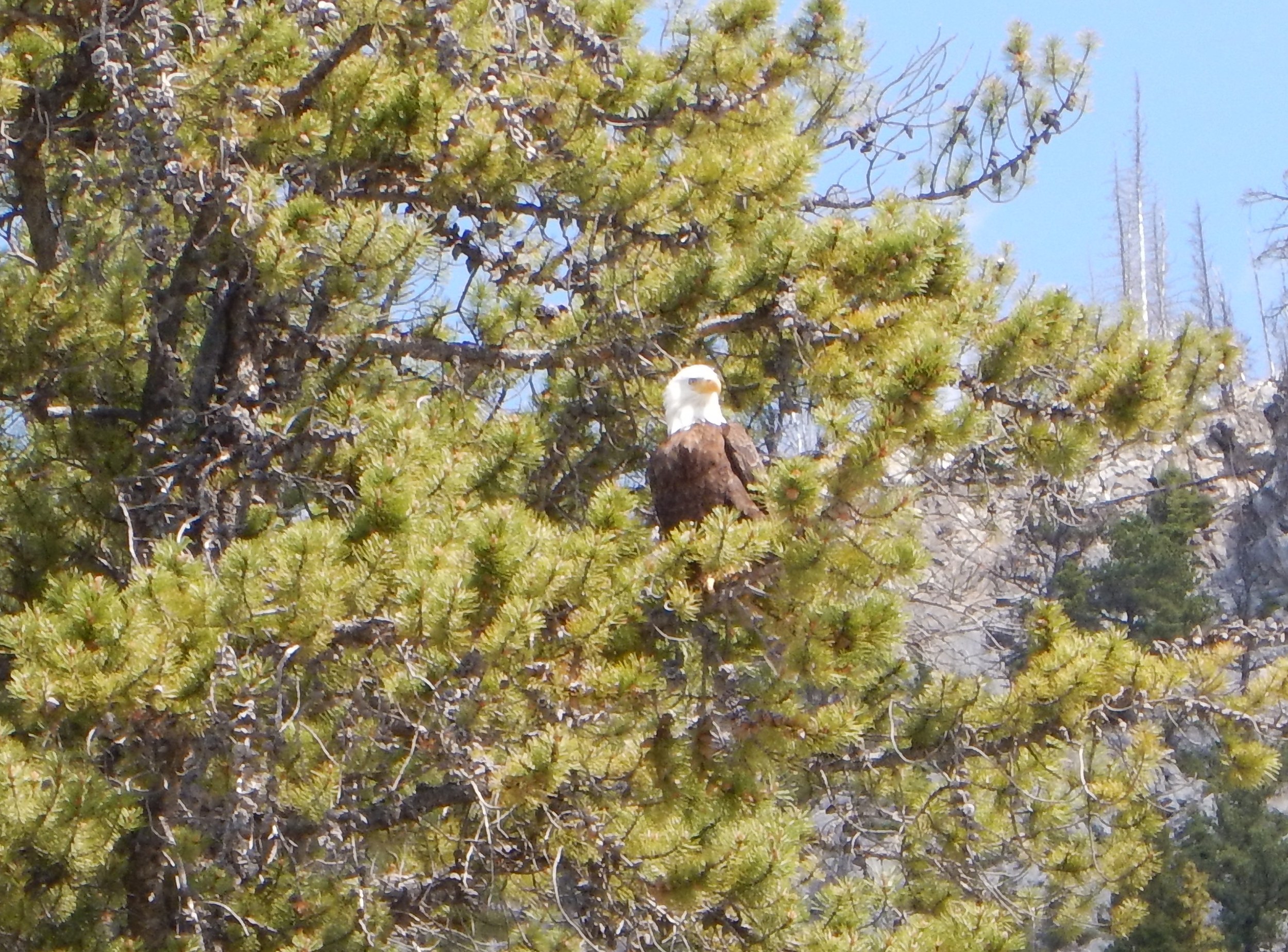 Bald Eagle - Minnewanka.jpg