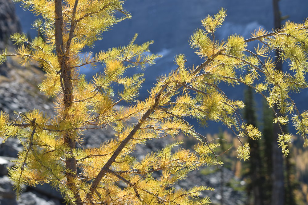close up of the larch tree