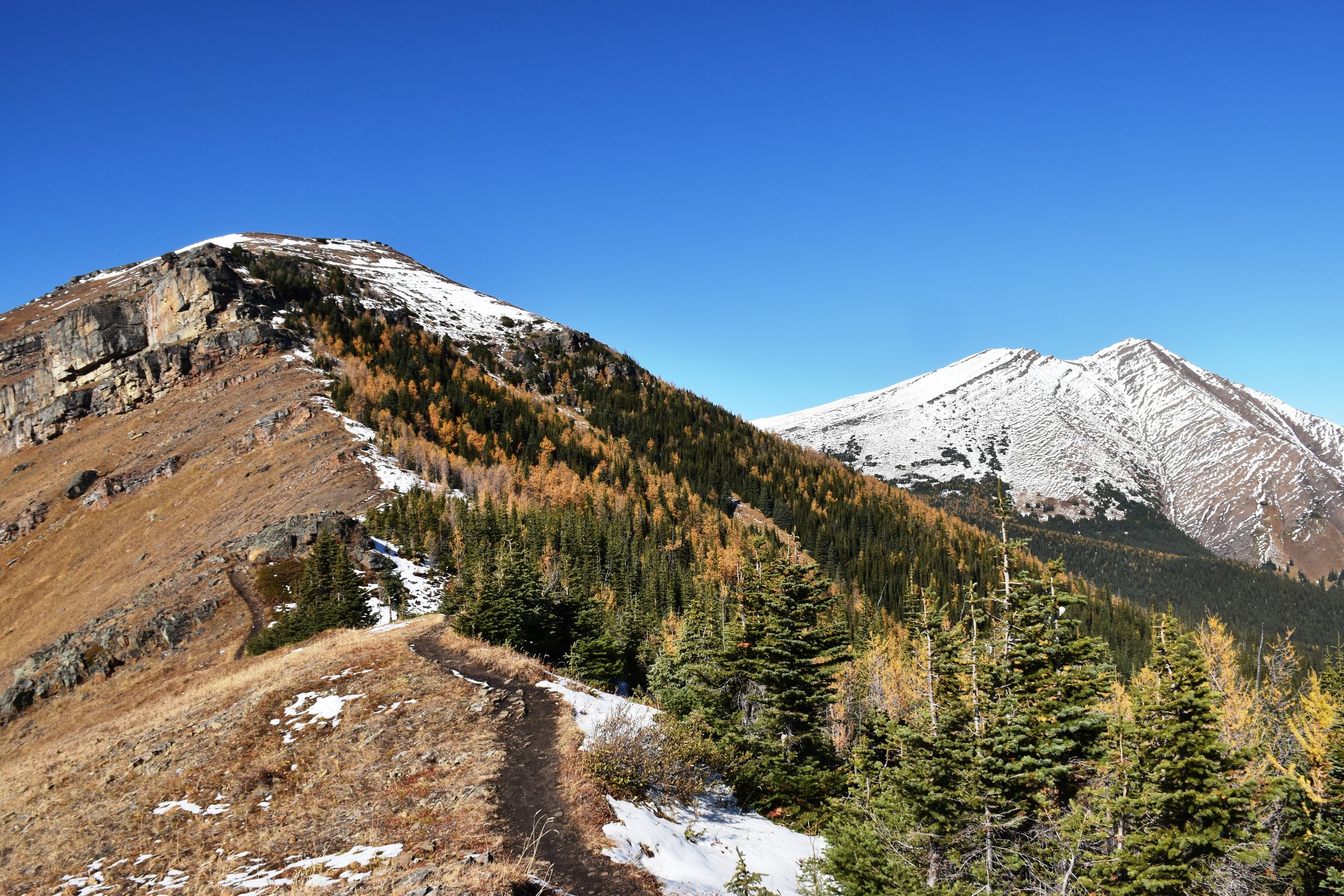 golden larches on the lee slope