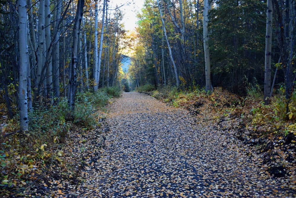 aspen leaf road back at the bottom