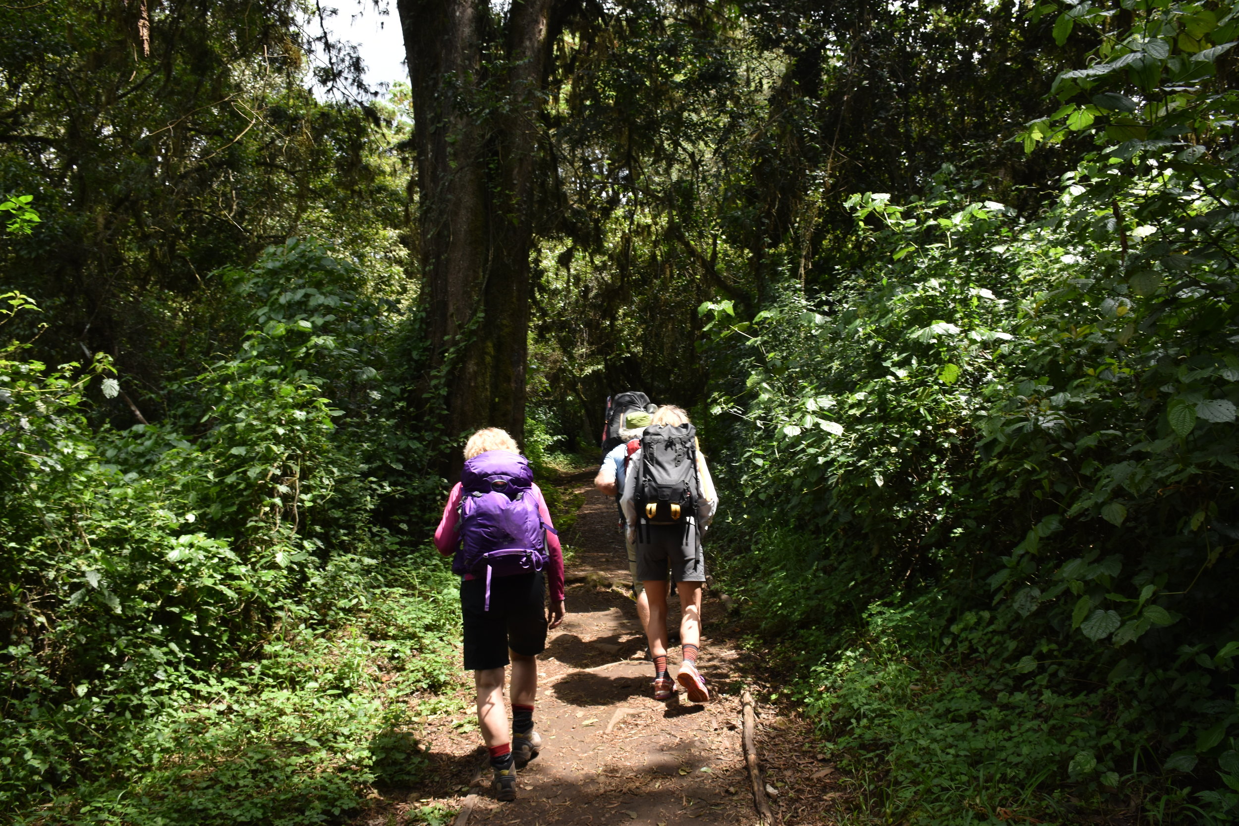 Up through the rain forest