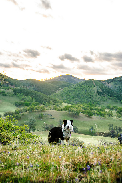 Dog friendly landscapes in the Hudson Valley