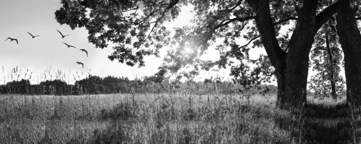 TallerWIDERtreewithsunBW5.jpg