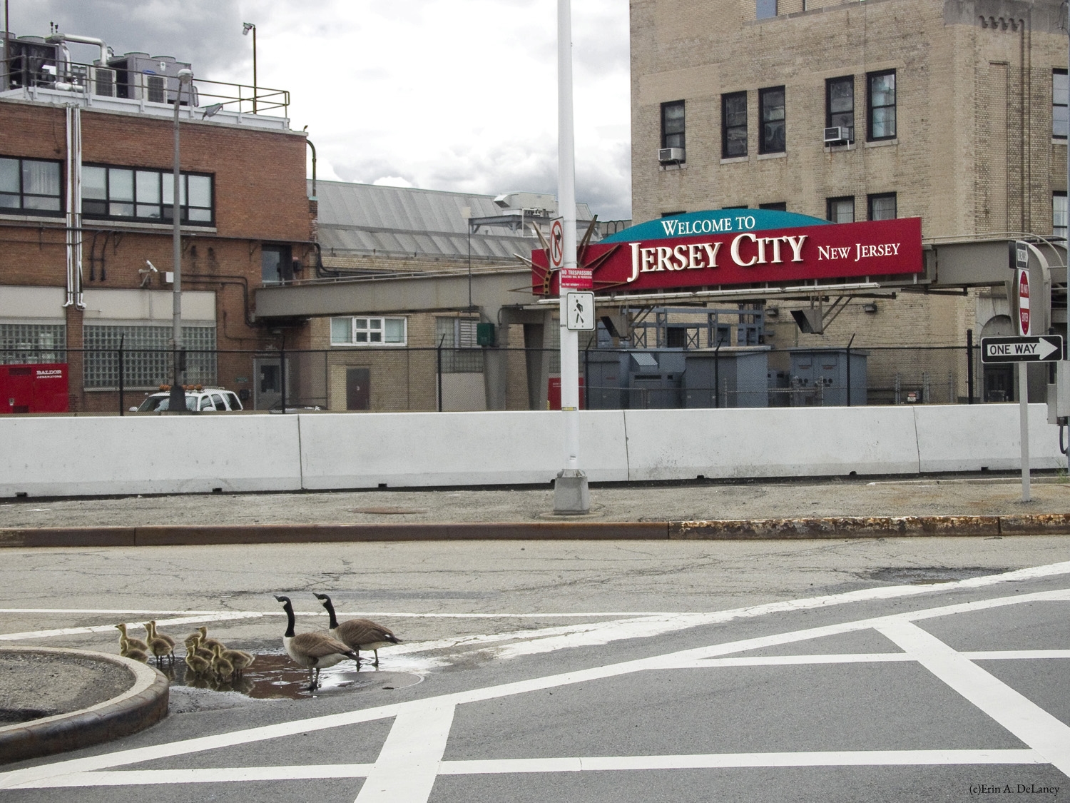 Jersey City Goose Family, 2014