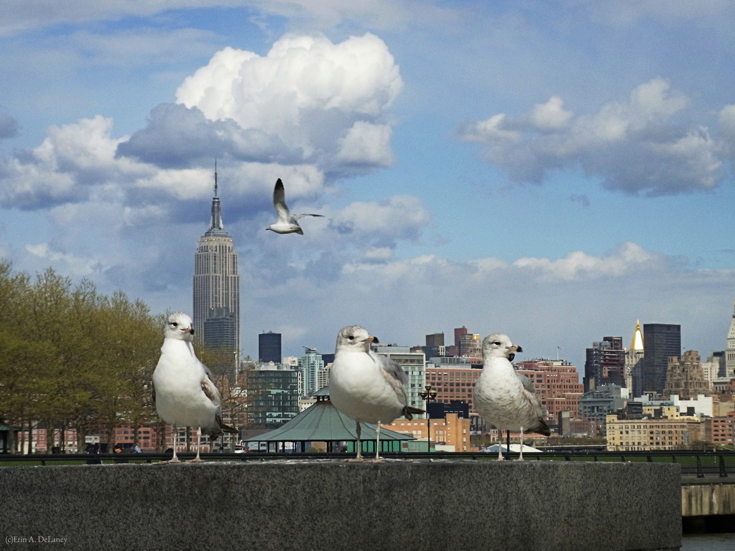 New York Skyline with Seagulls, 2012