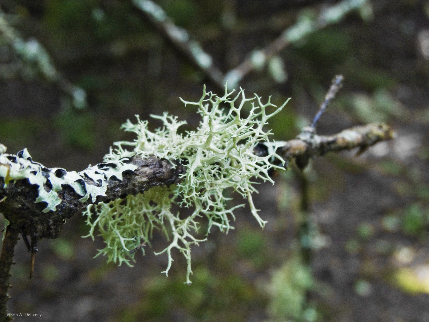 Lichen on Tree Branch, 2012