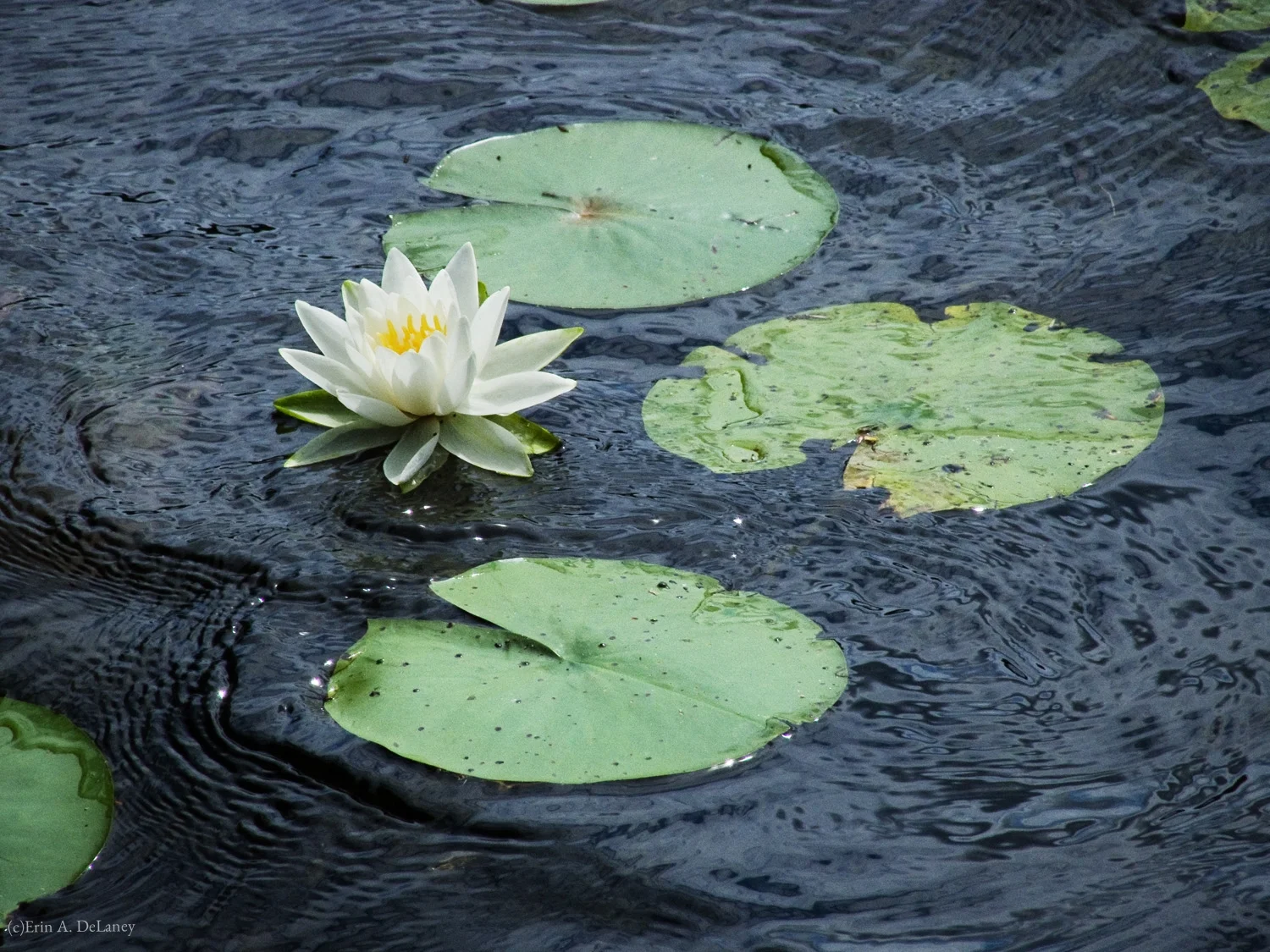 Water Lily and Lily Pads in the Rain, 2012