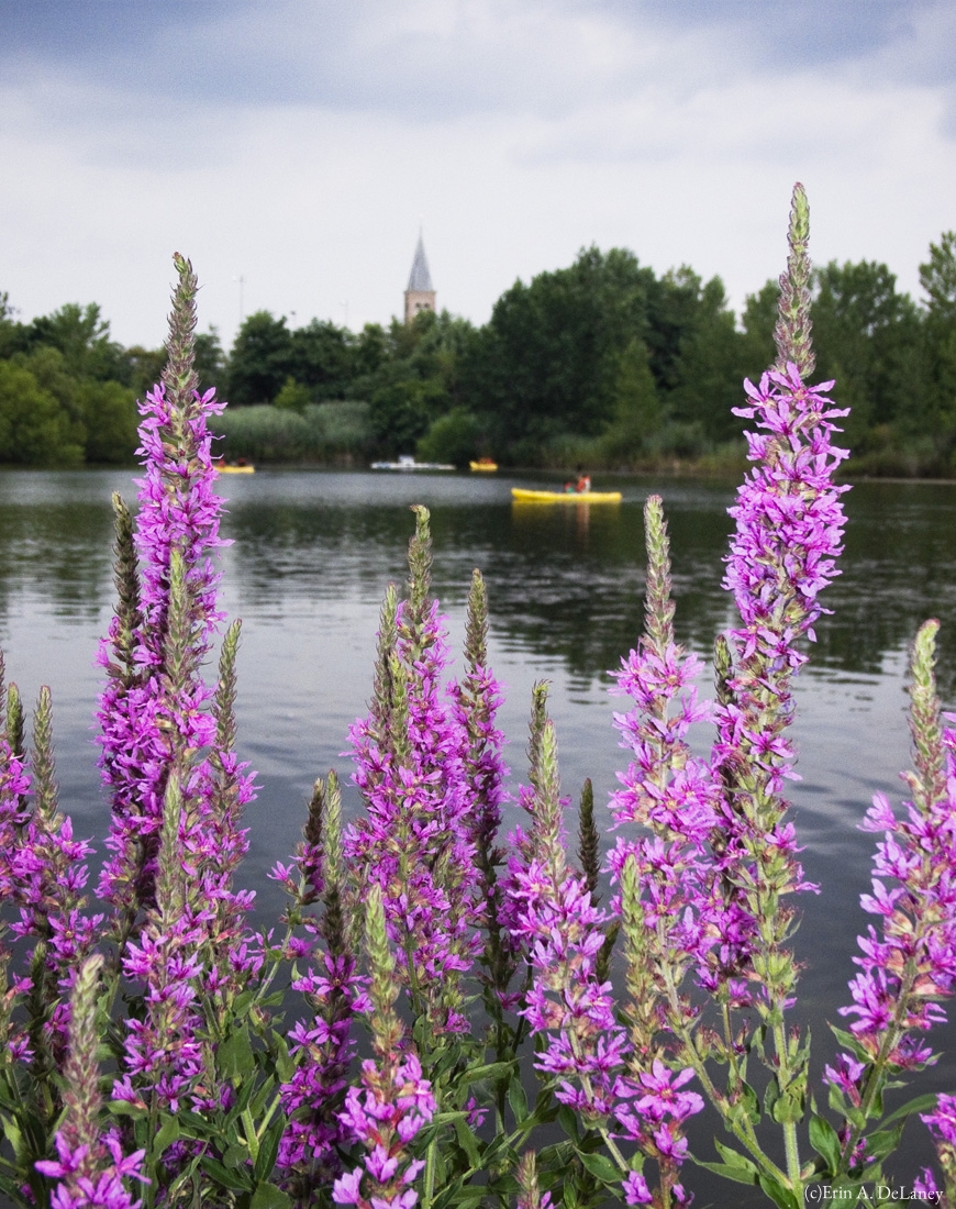 Purple Loosestrife and Kayaks at the Jersey City Reservoir, 2014