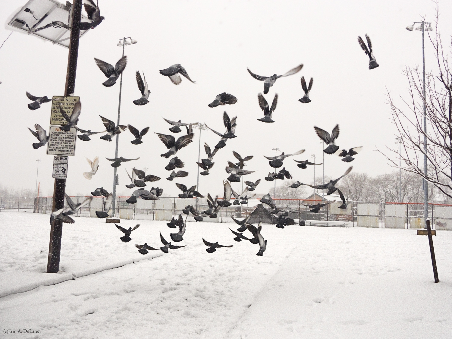 Pigeons in Flight on a Winter Day, 2013