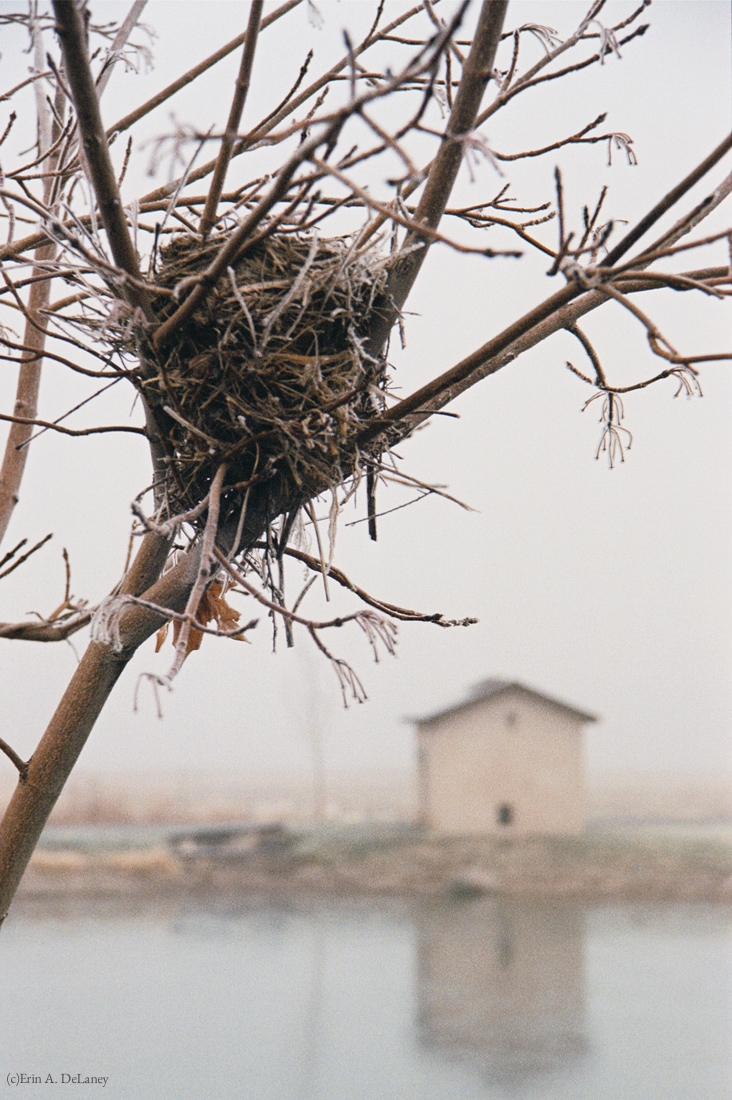 Bird's Nest Home, 2001