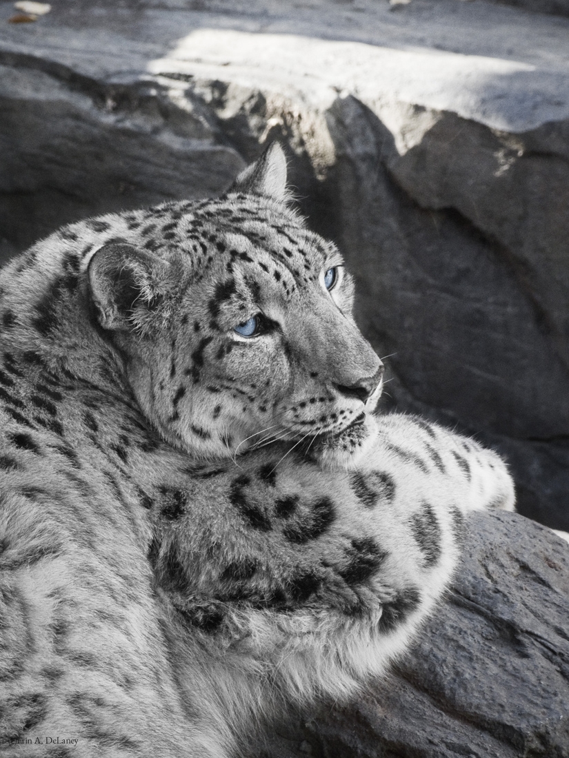 Snow Leopard Icy Stare, 2013