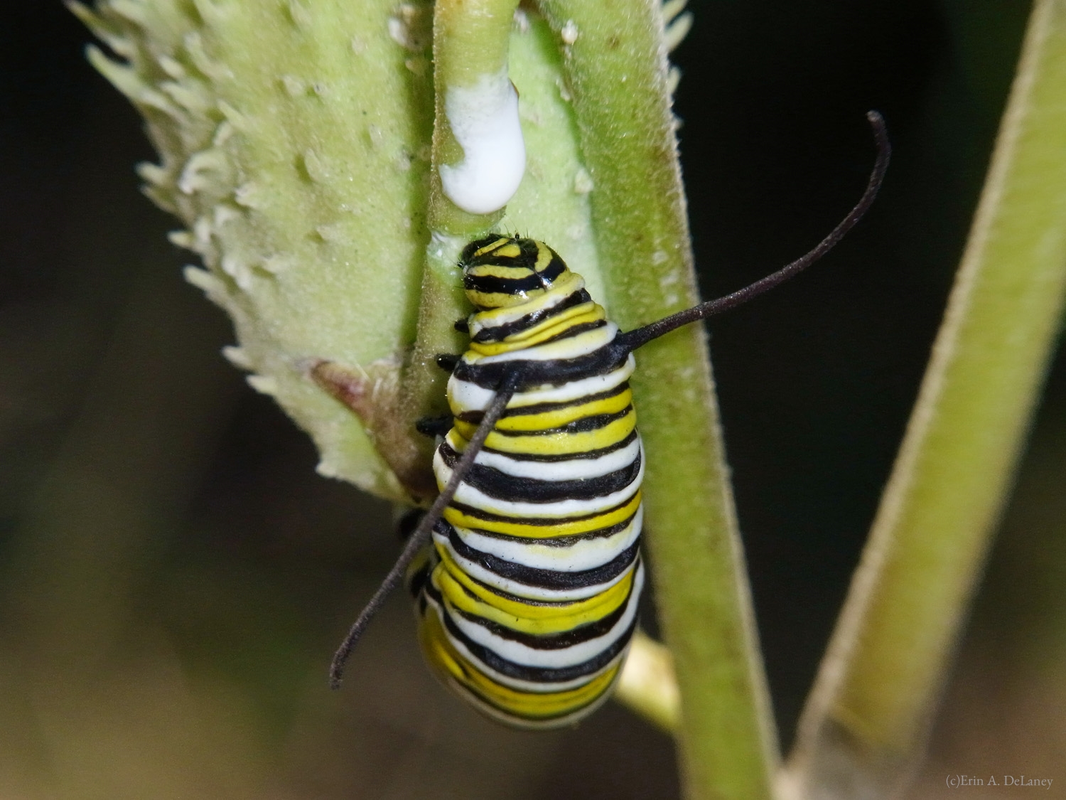 Monarch Caterpillar on Milkweed, 2010