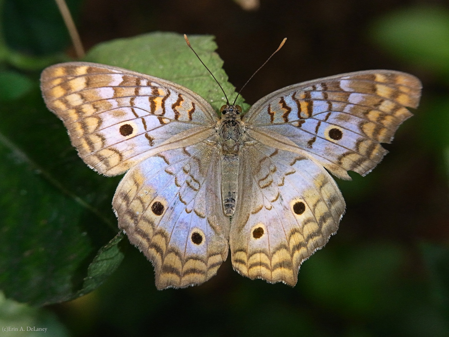 White Peacock Butterfly, 2010