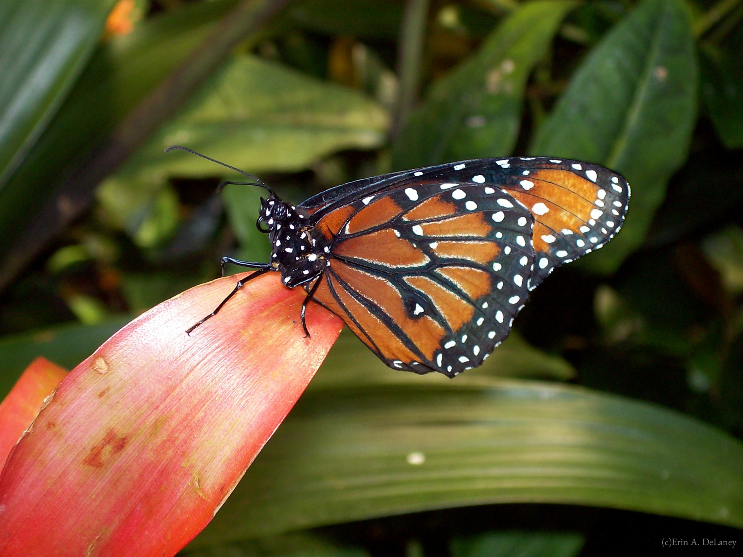 Queen Butterfly, 2007