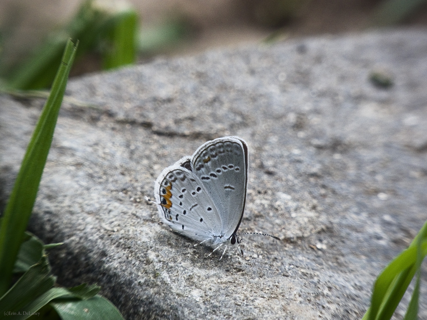 Eastern Tailed Blue Butterfly Resting on a Rock, 2014