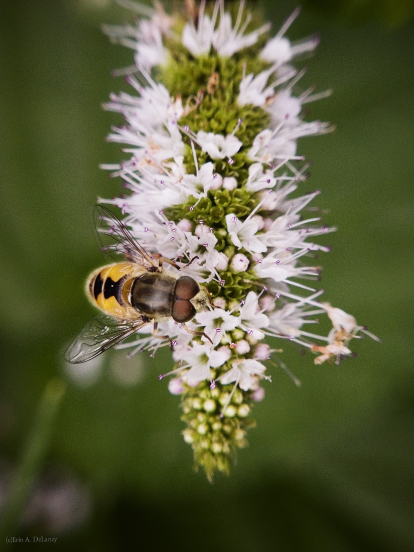 Honeybee on Mint Flower, 2014