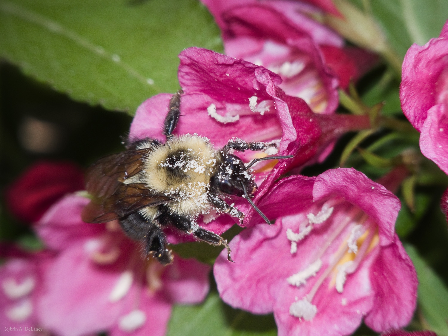 Honeybee on Weigela Bush, 2014