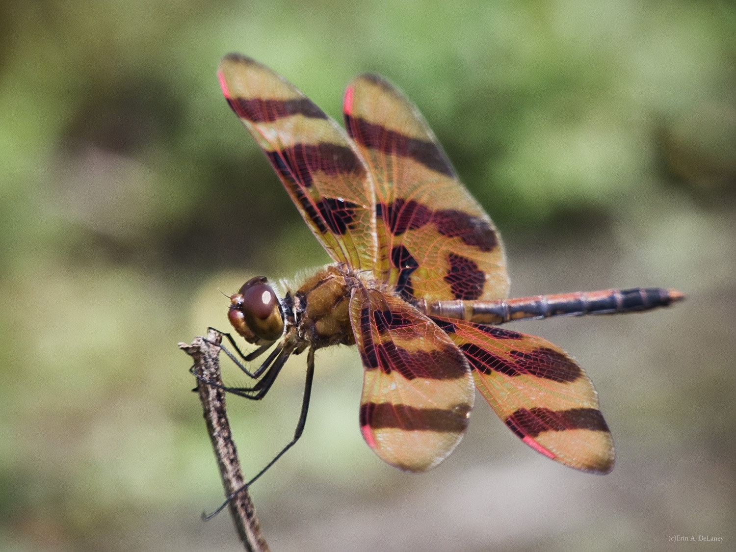 Halloween Pennant Dragonfly, 2013