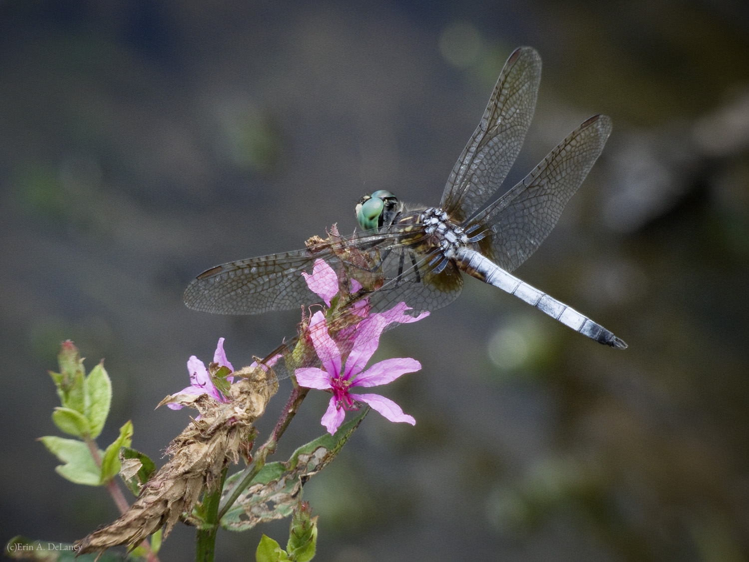 Blue Dasher Dragonfly Resting on Purple Loosestrife Flower, 2013