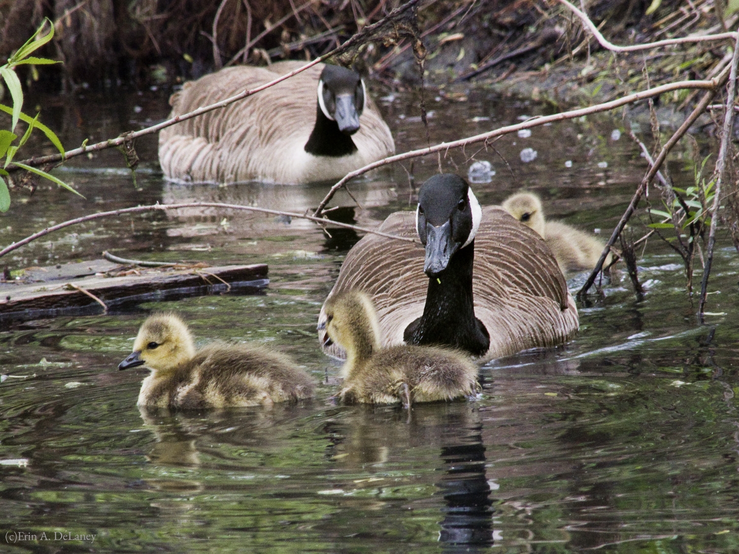 Geese and Goslings, 2012