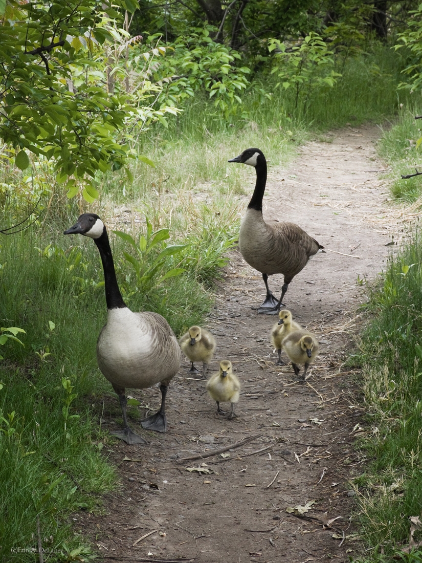 Goose Family Out for a Stroll, 2013