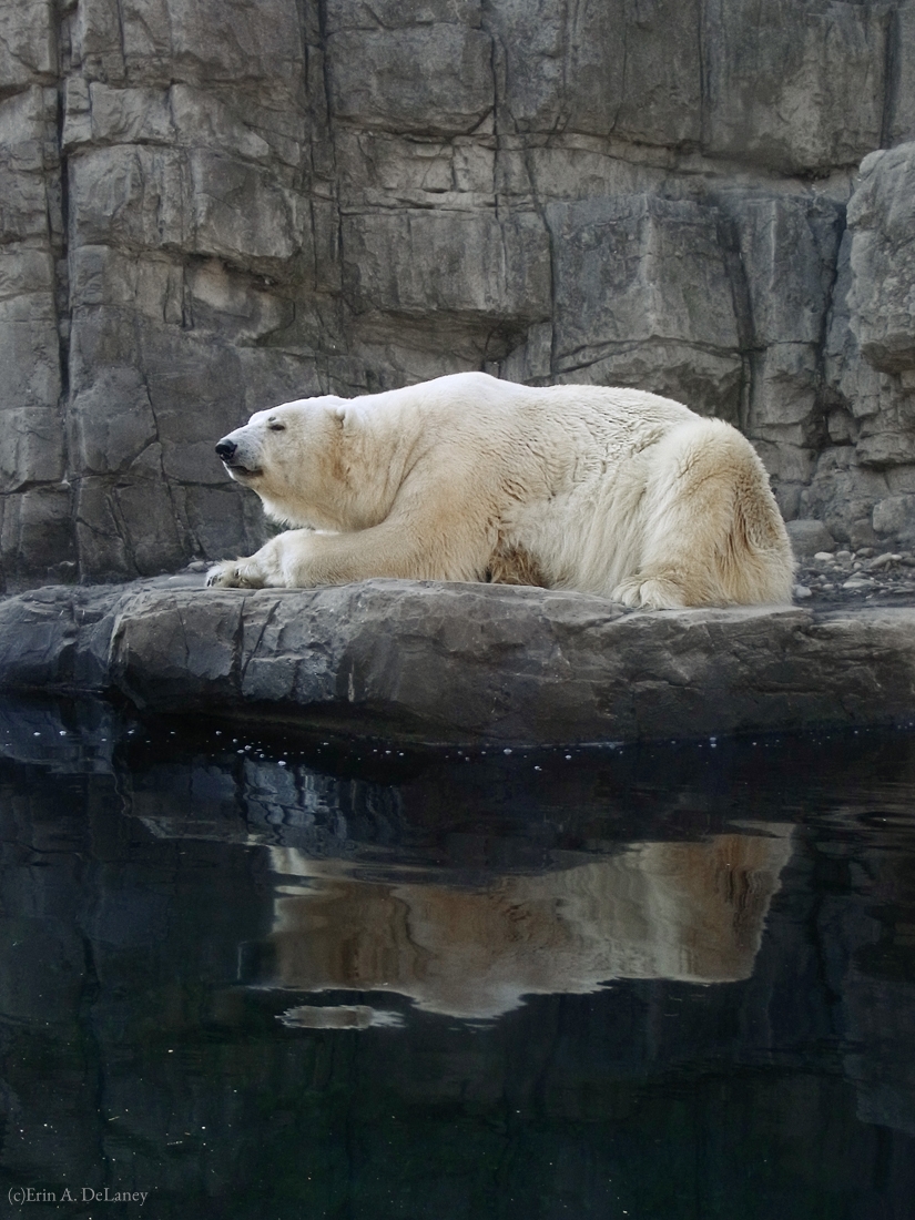 Polar Bear with Reflection, 2012