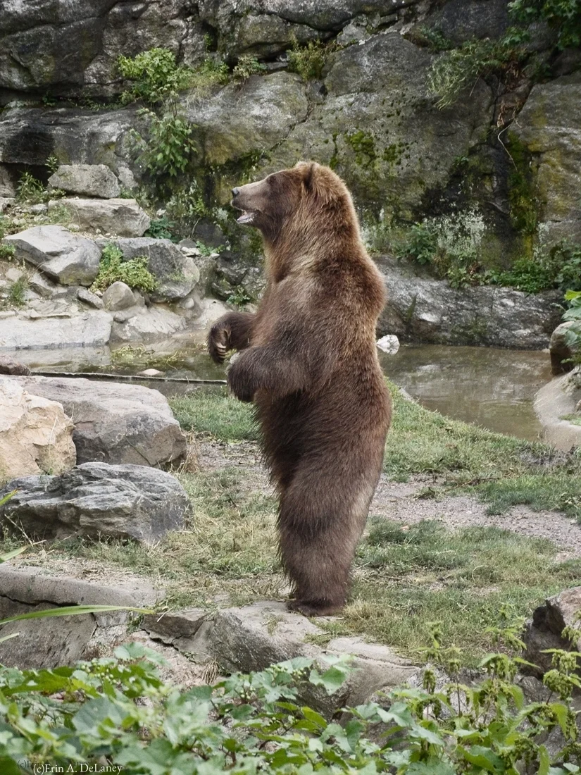 Grizzly Bear Standing Ovation, 2013