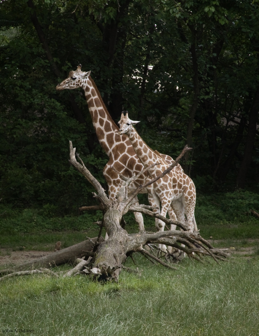 Giraffe Mother and Calf, 2012