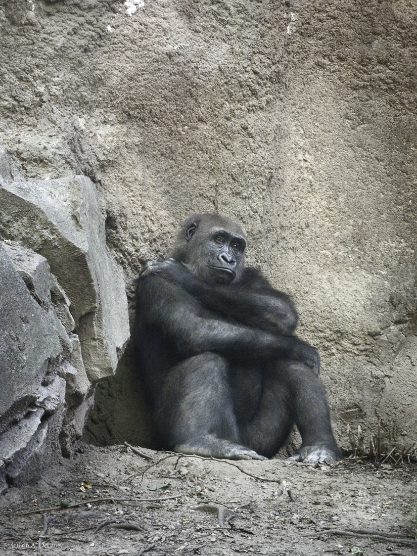 The Gorilla Thinker, 2014