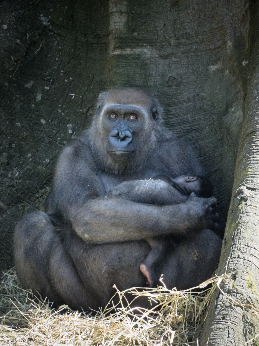Gorilla Mother with Babe in Arms, 2014