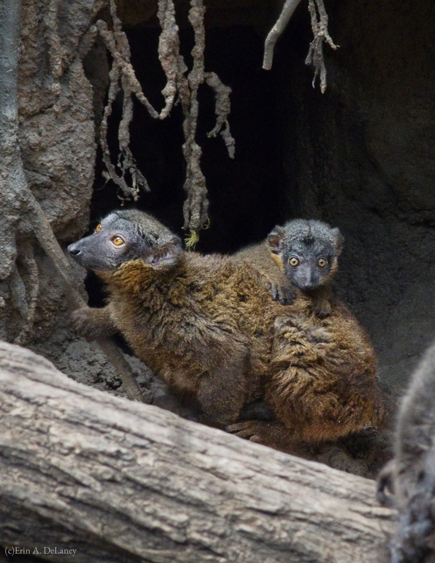 Collared Brown Lemur with Baby, 2012