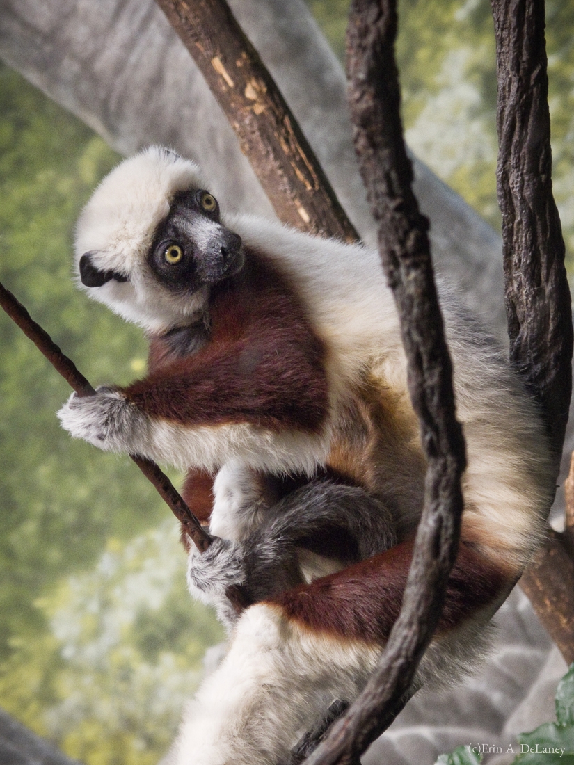 Coquerel's Sifaka Lemur Portrait, 2013