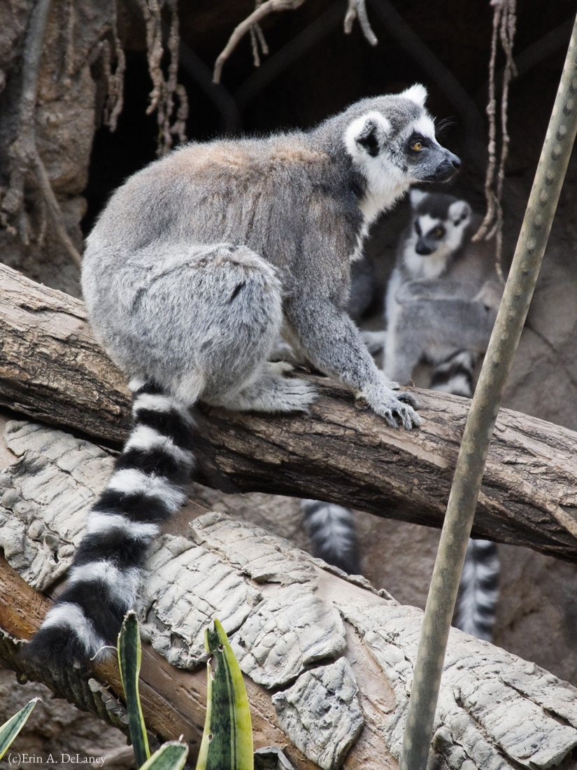 Ring Tailed Lemur Troop, 2014