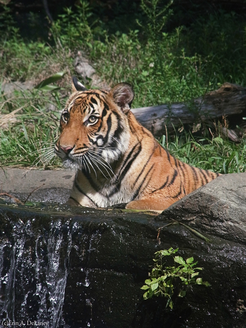 Tiger Cooling Off, 2011